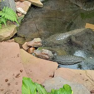 Cuvier's dwarf caimans