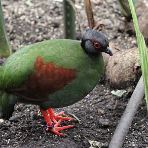 Red-crested wood patridge - female