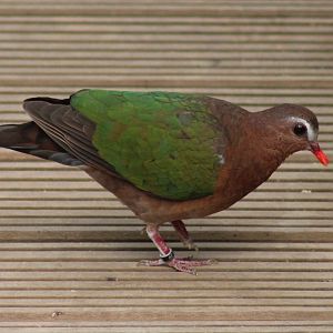 Emerald dove