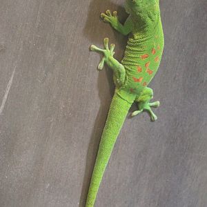 Greater Madagascar day gecko