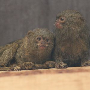 Pygmy marmosets