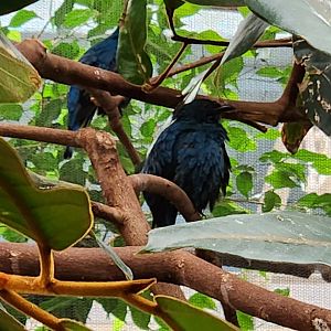 Bird ID - London Zoo