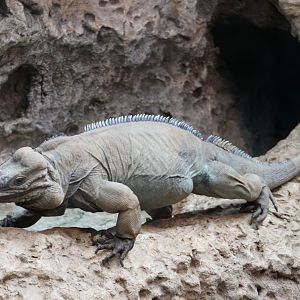 Rhinoceros iguana