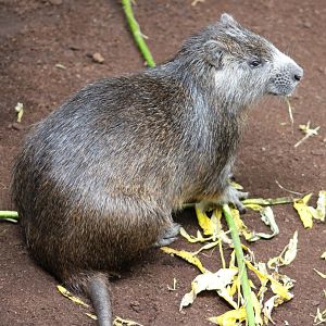 Desmarest's hutia