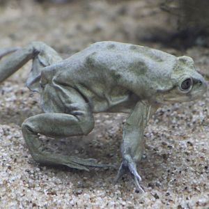 Titicaca water frog