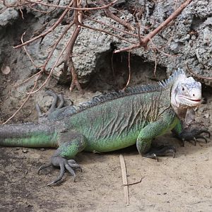 Lesser Antillean iguana