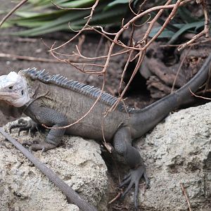 Lesser Antillean iguana