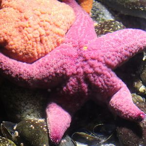 Ocher seastar - Pisaster ochraceus