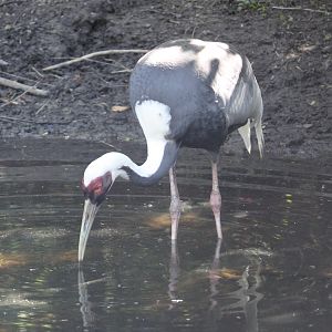 White-naped crane