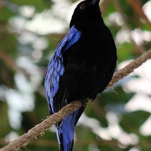 Fairy bluebird - male