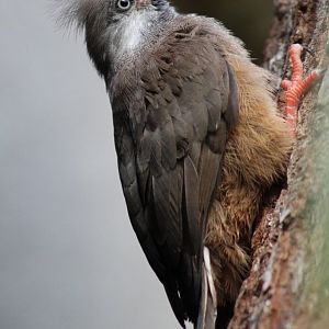 Speckled mousebird