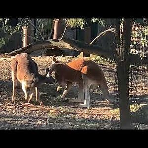 Red kangaroos