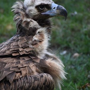 Cinereous Vulture - Aegypius monachus