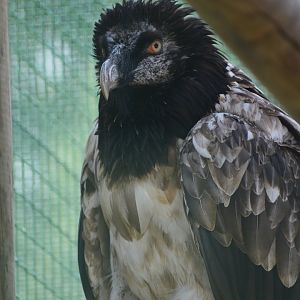 Bearded Vulture - Gypaetus barbatus