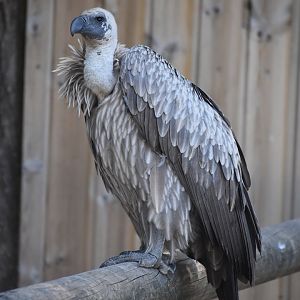 White-backed Vulture - Gyps africanus