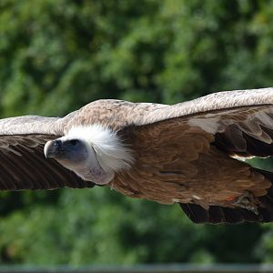 Griffon Vulture - Gyps fulvus
