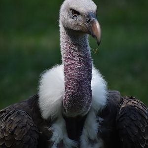Rüppell's Vulture - Gyps rueppelli