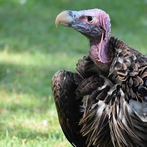 Lappet-faced Vulture - Torgos tracheliotos