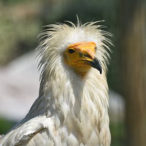 Egyptian Vulture - Neophron percnopterus
