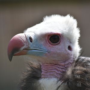 White-headed Vulture - Trigonoceps occipitalis