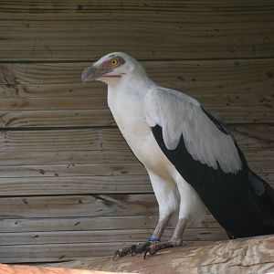 Palm-nut Vulture - Gypohierax angolensis