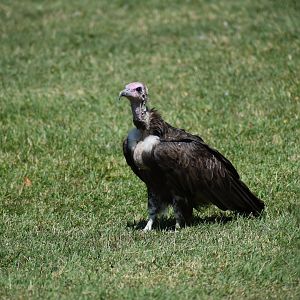 Hooded Vulture - Necrosyrtes monachus