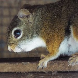 American red squirrel, Ark