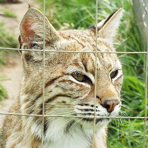 Bobcat, Ark
