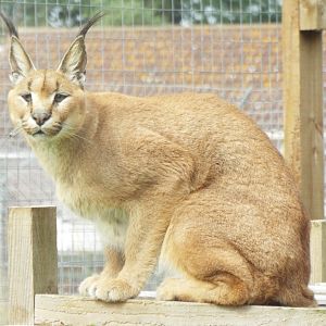 Caracal, Ark