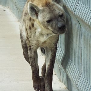 Spotted Hyena, Wolds