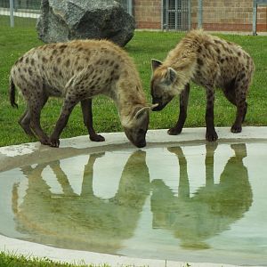 Spotted Hyena, Wolds