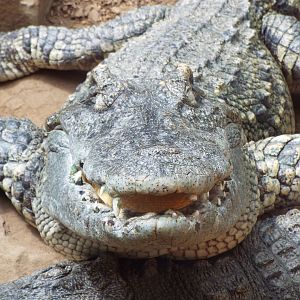 Siamese crocodile, Woodside