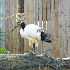 Malagasy sacred ibis, Woodside