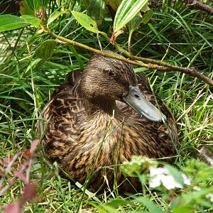 Meller's duck, Woodside