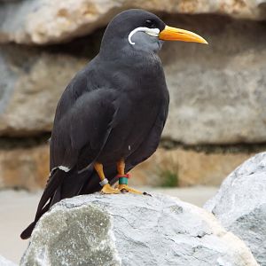 Inca Tern, Woodside