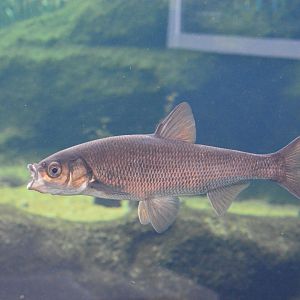 Wataka (Ischikauia steenackeri)