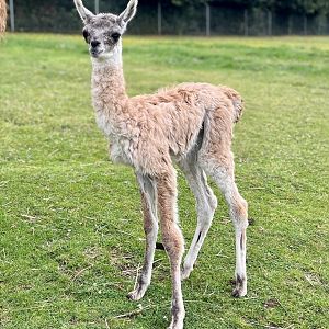 Lovely little chulengo (as yet unnamed)