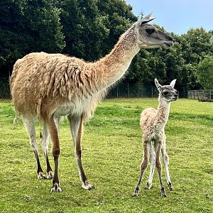 Guanaco Gracie & chulengo