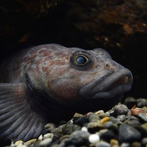 Big red sculpin (Procottus major)