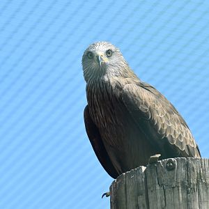 Black Kite - Milvus migrans