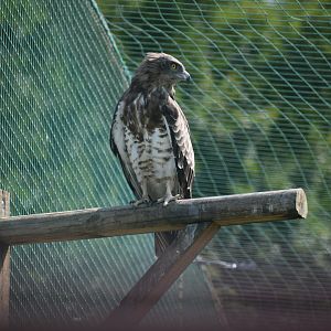 Short-toed Snake Eagle - Circaetus gallicus