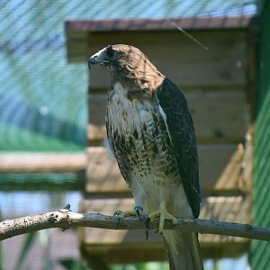Red-tailed Hawk - Buteo jamaicensis