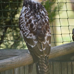 Common Buzzard - Buteo buteo
