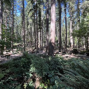 Grizzly Bear Exhibit