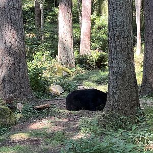 Black Bear Exhibit