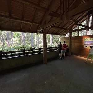 Black Bear Exhibit