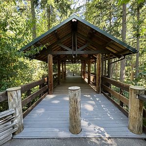 Black Bear Exhibit - viewing deck
