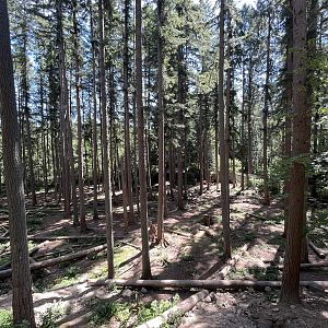 Grizzly Bear Exhibit