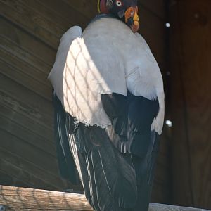 King Vulture - Sarcoramphus papa