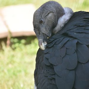 Andean Condor - Vultur gryphus